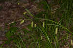 Cherokee sedge